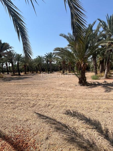 Foto e7485cfd-69ec-417a-ad23-60431937503a. Rural plot in La Algoda - Matola - Llano de San José Elche / Elx