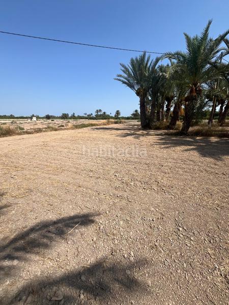 Foto e9f3d017-f128-49ec-a023-c442734a9275. Rural plot in La Algoda - Matola - Llano de San José Elche / Elx