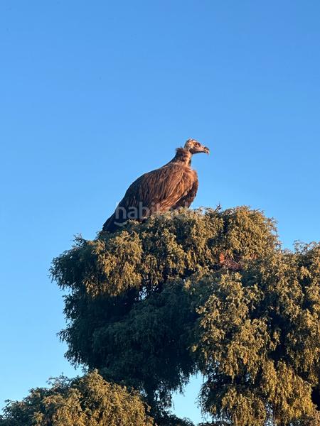 Foto ec25d270-c5b7-403c-ae2c-3b688d8b14b5. Landgut in Las Vegas-El Pozanco-Adelfillas Colmenar Viejo