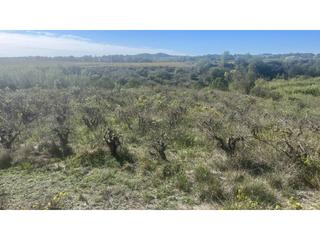 Terreny residencial a Vial camino 2. Finca rustica en venta en el pla del penedès