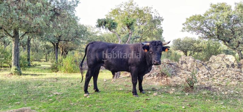Foto 4217d460-f36f-4bd3-bb3c-3b69f2465f1c. Fondo rustico in Casa Amarilla Galapagar