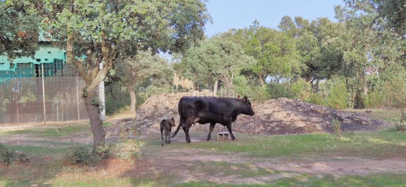 Foto b5d8e040-c4e6-42ce-af3e-837c86af7a75. Finca rústica a Casa Amarilla Galapagar
