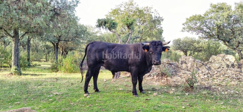 Foto c9307564-8d14-4133-b265-4b292736cf91. Finca rústica a Casa Amarilla Galapagar