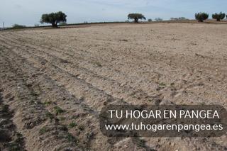 Finca rústica a Álamo (El). Finca rústica de uso agrícola con 10000m 1hectaria. pertenece al