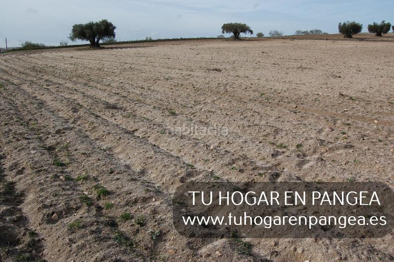 Foto 3a37b8cd-f976-47eb-b802-3b12b26518a6. Finca rústica a Álamo (El)