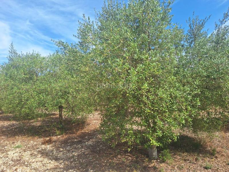 Foto 0ca87f3e-a163-4fb0-bf5e-d18c5a2fb3b4. Casale con riscaldamento parcheggio piscina in Son Servera poble Son Servera