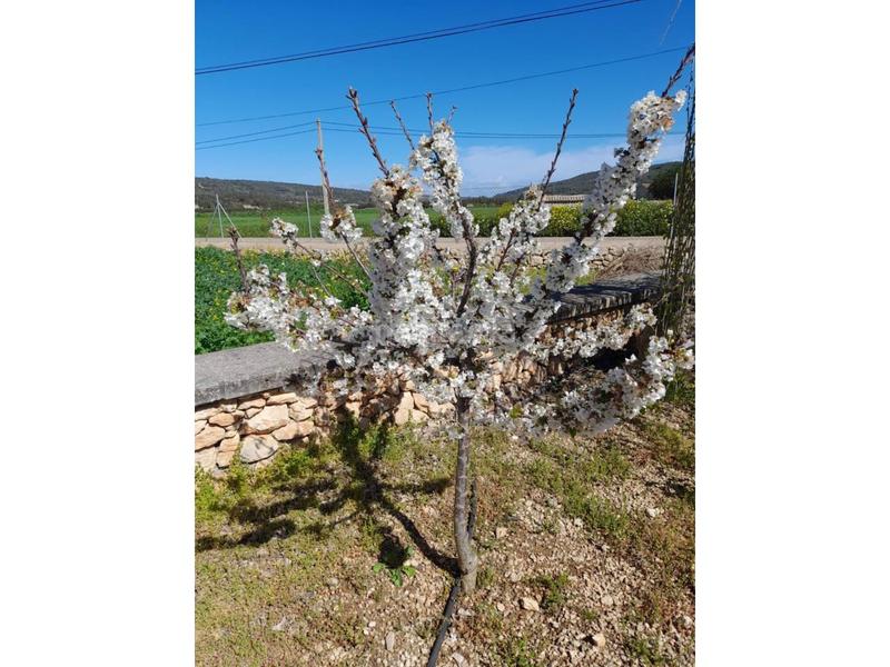 Foto 06a575e4-776b-4f94-adb5-ac555f426774. Mas avec piscine dans Manacor centre Manacor