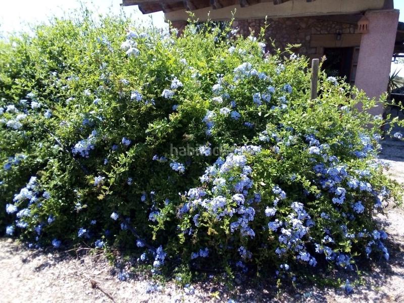 Foto dc910966-658c-4edc-96ad-1f1cb699d312. Mas avec piscine dans Manacor centre Manacor