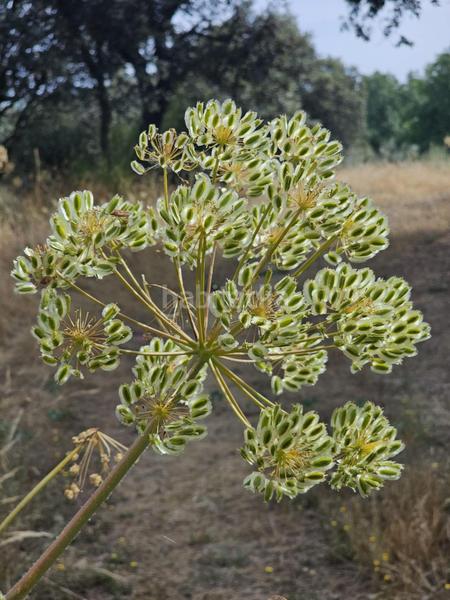 Foto 18708976-0e5f-4002-b82f-e492c34199a5. Finca rústica inmosai vente este magnífico terreno rústico en Valdemorillo