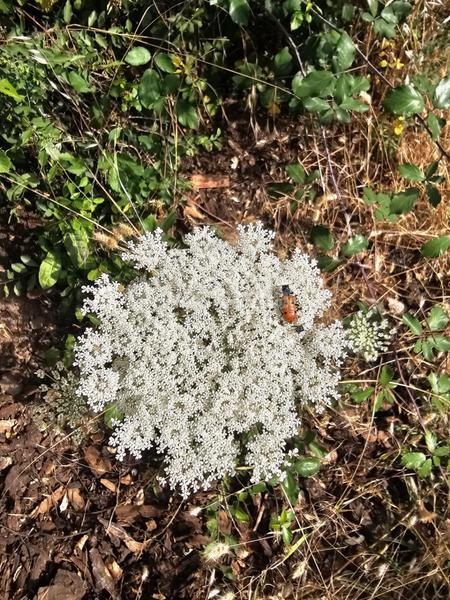 Foto 6e08c279-96ed-4416-8734-978a4fbfcfbd. Finca rústica inmosai vente este magnífico terreno rústico en Valdemorillo