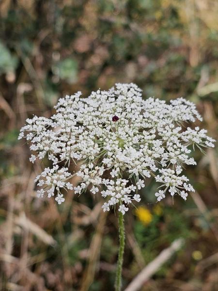 Foto 8ccd6cd3-cc6f-437b-b796-2a4add05c827. Finca rústica inmosai vente este magnífico terreno rústico en Valdemorillo