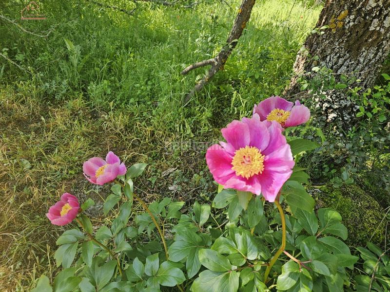 Foto d9c0ac7d-26b7-4b52-acad-905aa418c938. Finca rústica inmosai vente este magnífico terreno rústico en Valdemorillo