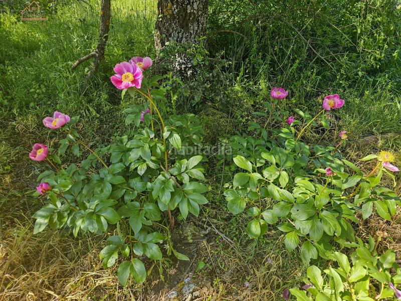 Foto f4132899-b4ff-4067-b217-dc633cffb4d4. Finca rústica inmosai vente este magnífico terreno rústico en Valdemorillo