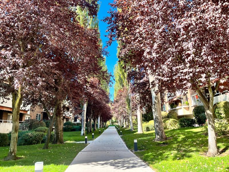 Foto 9a48678e-d48c-4bce-b499-e3a73d6ebf24. Rent flat with heating parking pool in Prado de Somosaguas Pozuelo de Alarcón