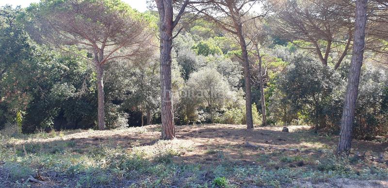 Foto 3538a235-965f-4d0c-ab63-3dedcaeac94e. Rural plot in Mas Mora-Sant Daniel Tordera
