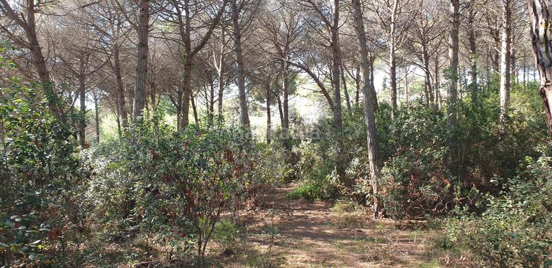 Foto b71a968b-dc00-4b1c-9263-d9aca098e599. Finca rústica a Mas Mora-Sant Daniel Tordera