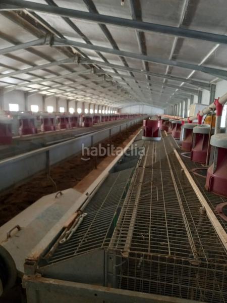 Foto f512c81a-a43c-4331-87bb-f97dcccb44fa. Finca rústica venta de finca con dos naves en Fuenterrobles