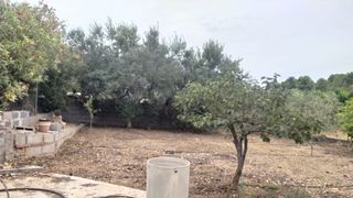 Finca rústica a Sierra Perenchiza-Cumbres de Calicanto-Sto Domingo. Venta de parcela rustica en calicanto