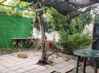 Pis  Calle protogina