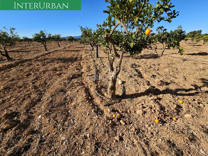 Foto e3c076ac-338f-4922-bbf9-cb03eb3540a4. Finca rústica a Santa Bárbara Llíria