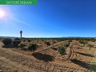 Finca rústica a Santa Bárbara. Lliria  17.482 m2 de naranjos en producción con riego por goteo