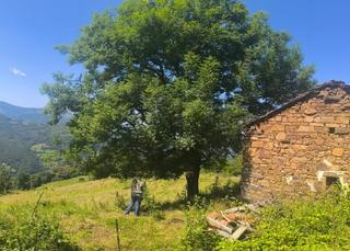 Masia en Aller. Finca de 36.165 m con cuadra para reformar en longanedo, aller