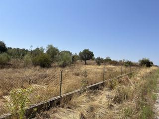 Finca rústica a Navas del Rey. Inmejorable terreno rústico cercano al casco urbano de navas del