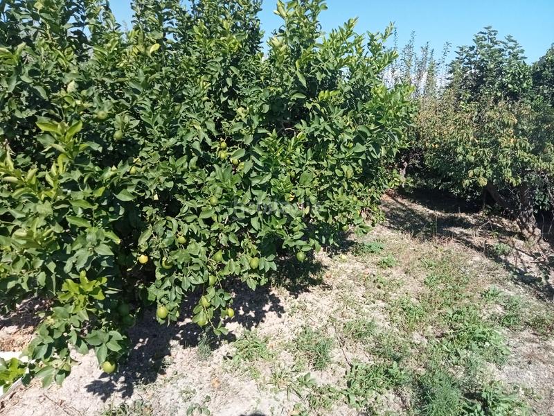 Foto 0fbc35cd-18e3-4b58-b1b3-deade2df7f93. Rural plot in Los Dolores Murcia