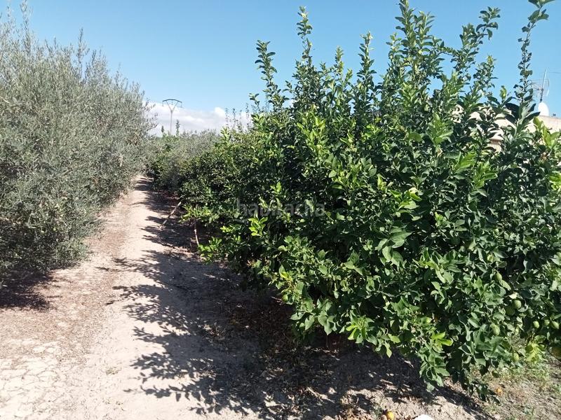 Foto 20e3aeee-36b7-4fca-9249-333e9e6f49f6. Rural plot in Los Dolores Murcia