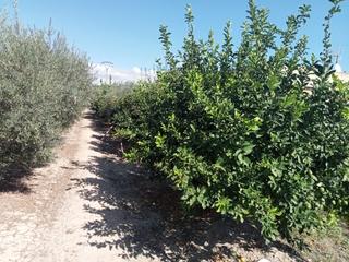 Rural plot in Los Dolores