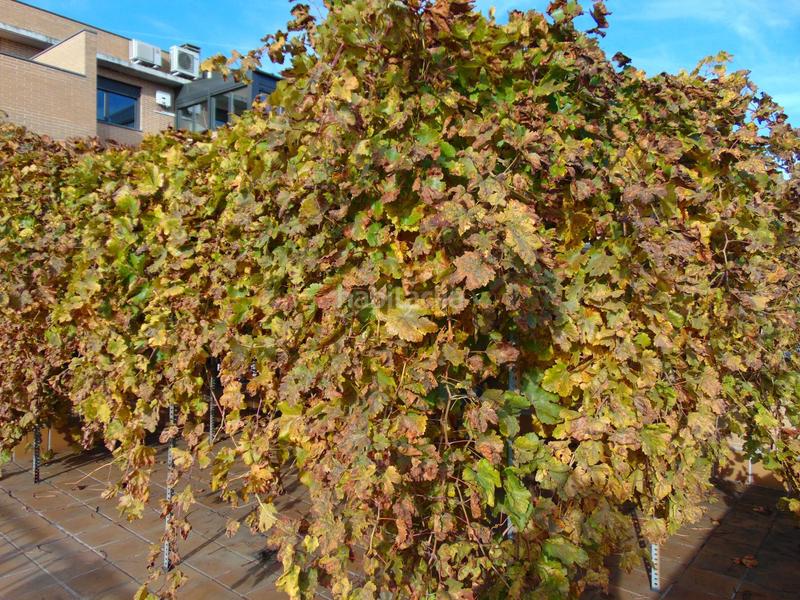 Foto a5732a44-6722-4e62-96fe-cabd625fe246. Maison jumelée avec chauffage piscine dans Las Castañeras - Bulevar Arroyomolinos