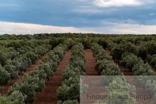 Terreno residencial en Montejícar. Granadaterreno
