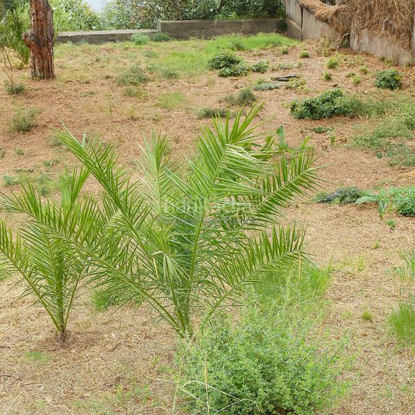 Foto 037a1345-db0e-4c1b-a4b9-8b338ec51924. Terreny residencial a Los Pinos-Politur Platja d´Aro