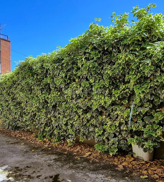 Foto 7994c97b-d44c-4c0b-948b-5f3d9aaff2f5. Maison dans calle carretas 2 dans Guadalix de la Sierra