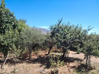 Casa  Calle de san agustín. Parcela 1000m2 con 2 casitas pozo frutales piscina