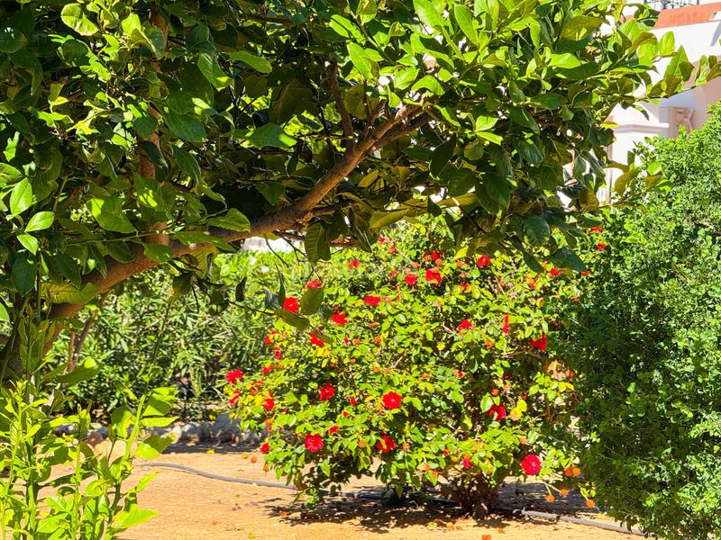 Foto cecda63f-eec5-458e-a1b3-7943f6a34f1e. Appartement mit heizung parking pool in Zeniamar - Horizonte - La Campana Orihuela