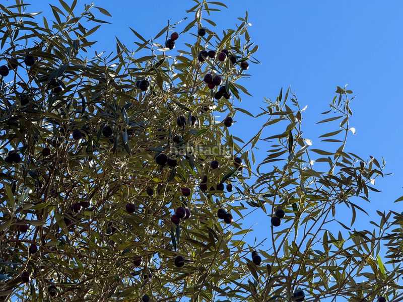 Foto 53921876-c04f-4dd4-953f-8c049ed9f225. Terreny residencial a Sierra Blanca Marbella