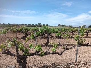 Finca rústica a Arboç (L´). Terreno agricola en arboç