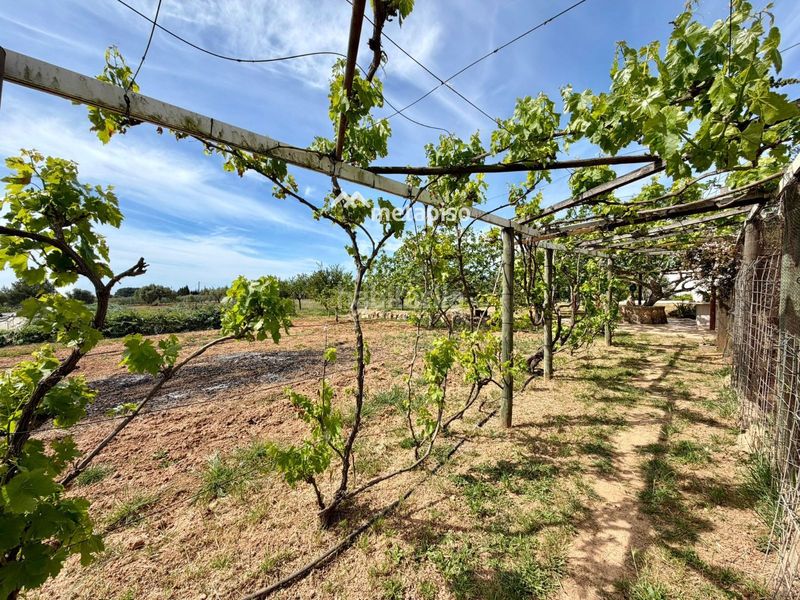 Foto 26854d18-3416-4137-bd93-5e49b5847bd1. Finca rústica a Santa Oliva