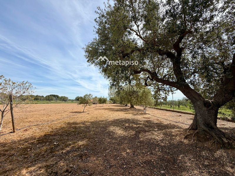 Foto 2c0c01dd-6fab-43aa-a3d4-6820d5736954. Finca rústica a Santa Oliva