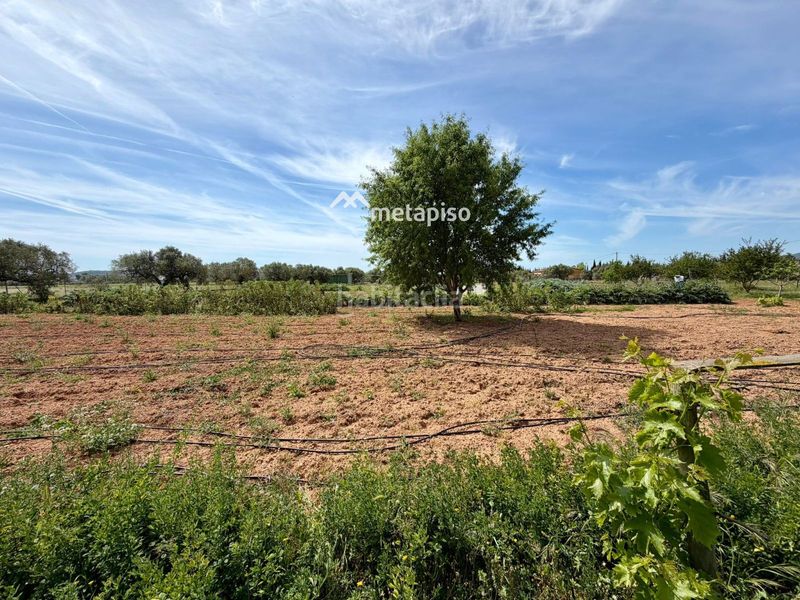 Foto 78cb3ff4-4822-47e5-bbd7-213a898e1e27. Finca rústica a Santa Oliva