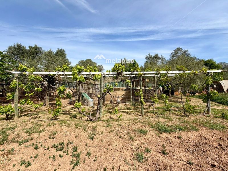 Foto d89c47ae-a577-4e48-83e8-cf271584c76b. Finca rústica a Santa Oliva