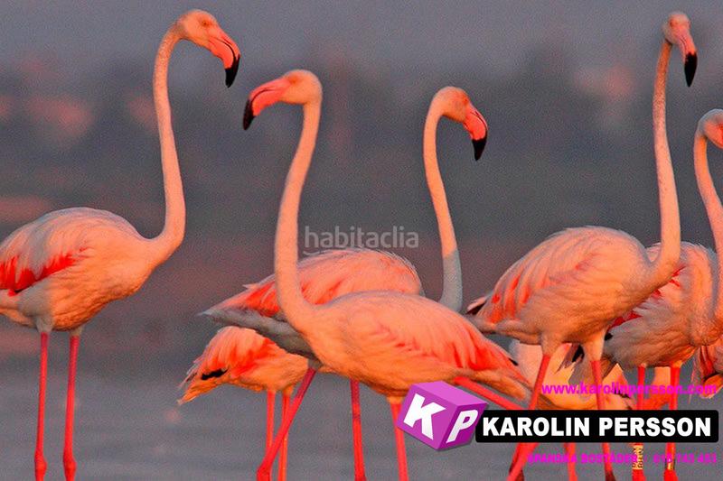 Foto 4dfbab20-3392-47bf-9538-86fc8edc1eb0. Casa villa el pinet en La Marina Elche / Elx