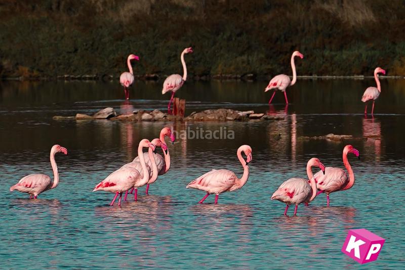 Foto c7295ee3-964c-4294-943f-e06198a51793. House in Norte Santa Pola