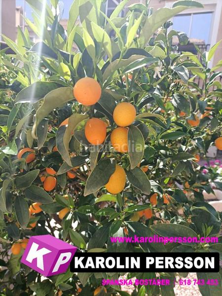 Foto 776d121a-723c-4bc5-97a0-be2ba8df3900. Haus mit parking pool in Los Balcones y los Altos Orihuela