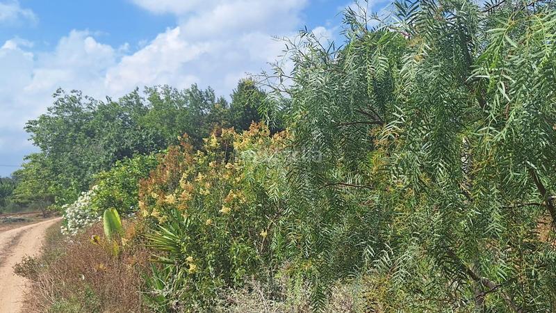 Foto 1727b832-6e82-4825-8e12-dcec31c15ff3. Masía en Ponent Reus