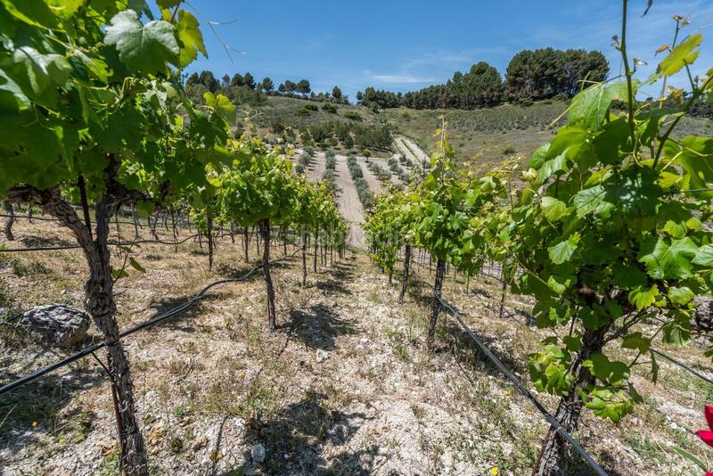 Foto eb9b2d87-c7bf-4dfe-a4ca-15500a91094e. Mas avec chauffage parking piscine dans Chinchón