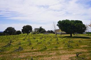 Residential Plot in Topas