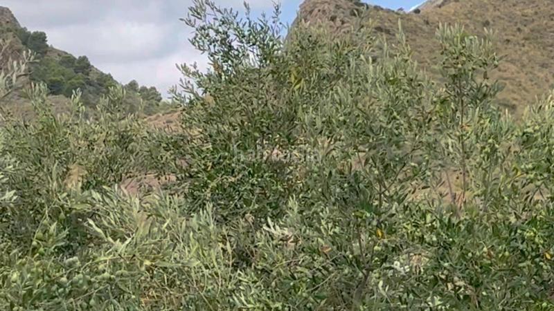 Foto fda64f0b-5fc2-40d0-bc75-ff792879c6c4. Mas dans La Hoya Lorca