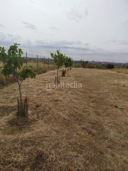 Foto 5dcff3b7-7d27-44f5-a067-861bc3307085. Finca rústica a Montecarmelo Madrid